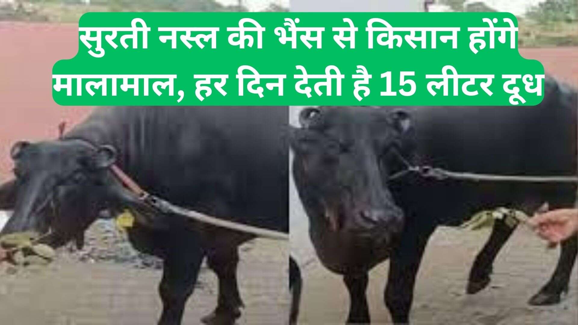 Surti Nasal Buffalo:  सुरती नस्ल की भैंस से किसान होंगे मालामाल, हर दिन देती है 15 लीटर दूध