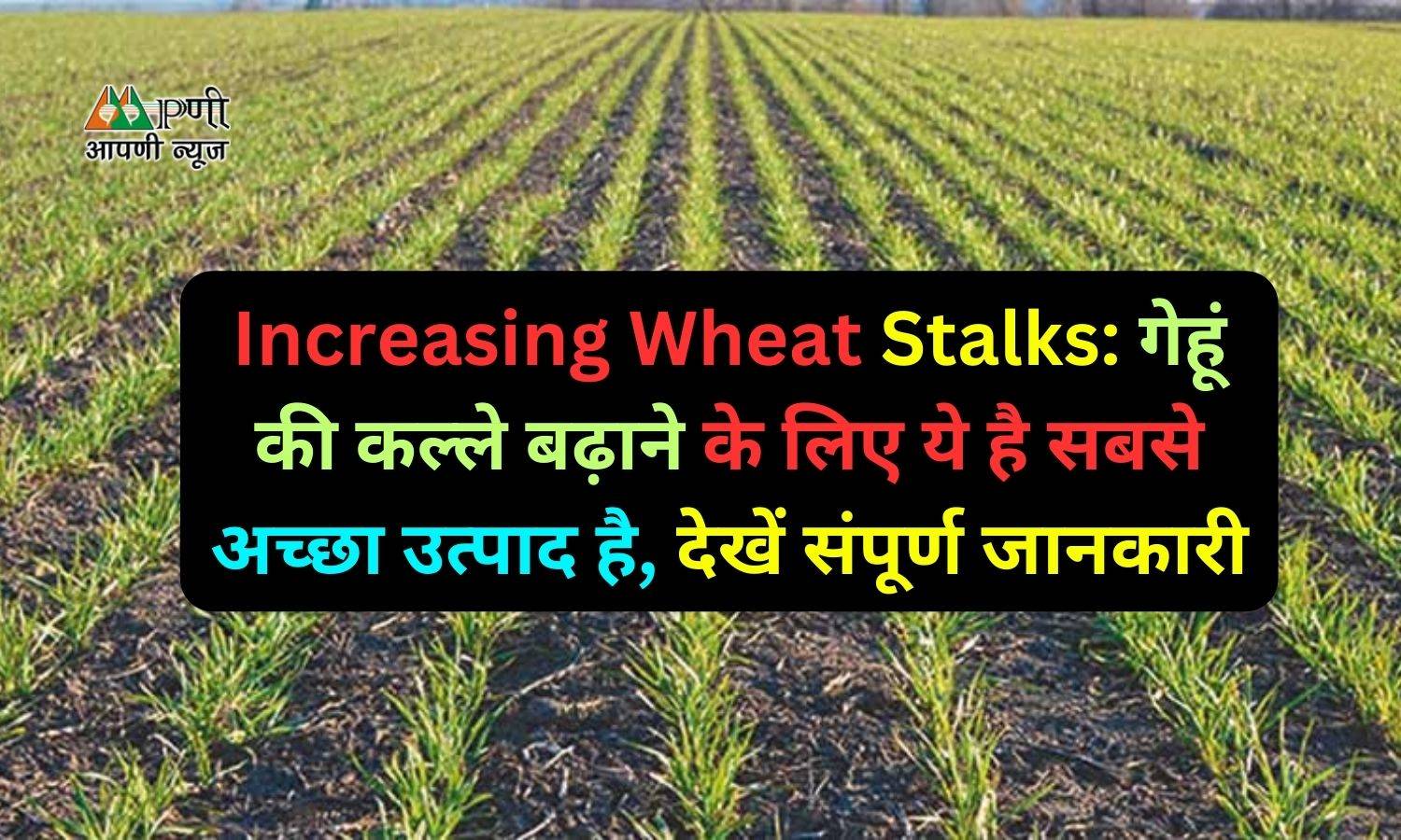 Increasing Wheat Stalks: गेहूं की कल्ले बढ़ाने के लिए ये है सबसे अच्छा उत्पाद है, देखें संपूर्ण जानकारी