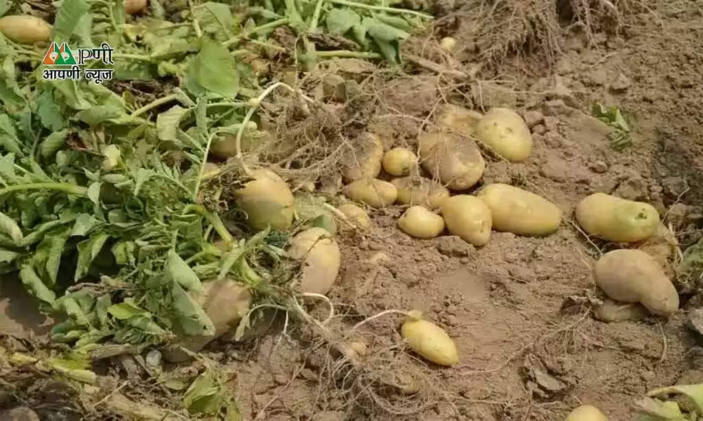 Potato crops: आलू की फसल में अगर झुलसा रोग मचा रहा है तबाही, तो जल्द से जल्द करें ये उपाय