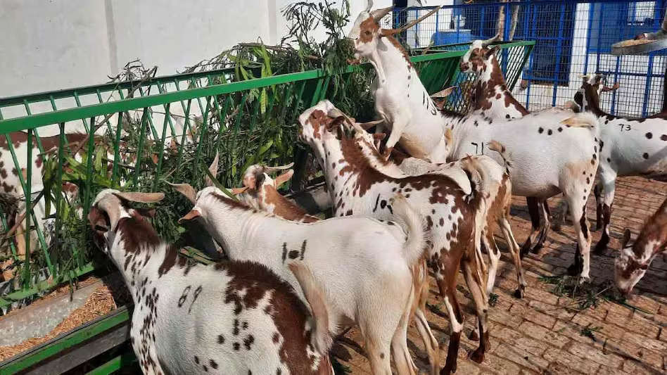 Goat Farming: अगर पालक की बकरी में होंगे ये गुण तो बाड़े में होगी अधिक दूध देने वाली बकरियों की फौज