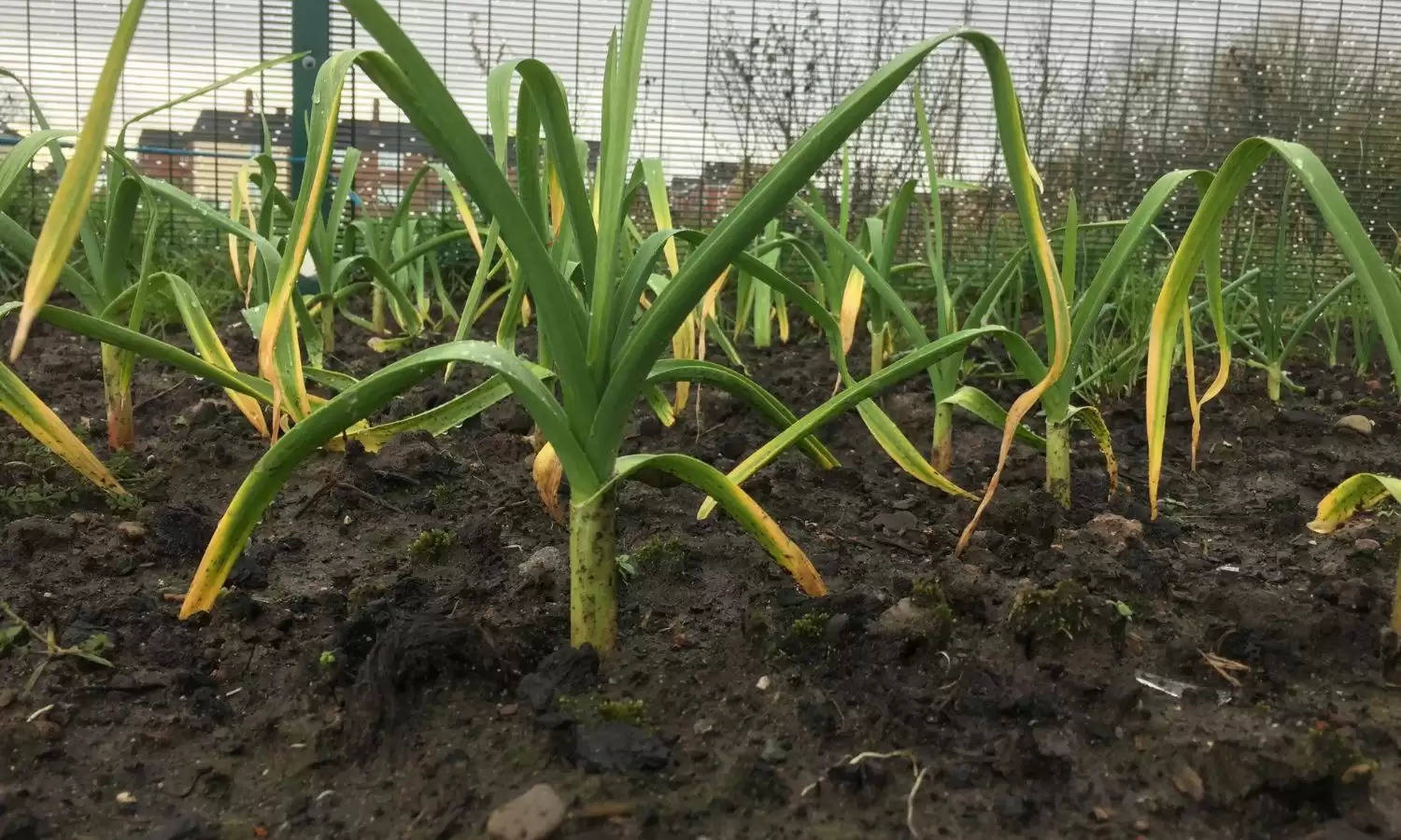 Farming: भारतीय जमीन पर किसान करता है इस विदेशी फल की खेती, कमा रहा है लाखों