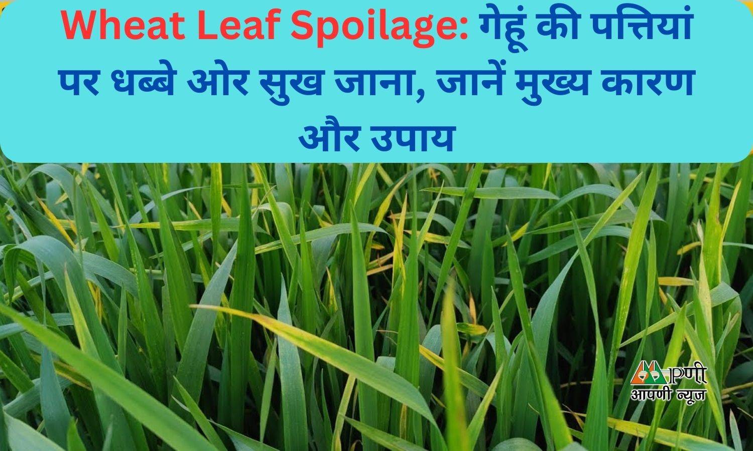 Wheat Leaf Spoilage: गेहूं की पत्तियां पर धब्बे ओर सुख जाना, जानें मुख्य कारण और उपाय