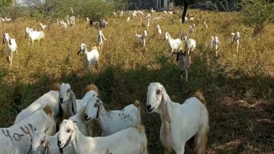 Goat Farming: अगर पालक की बकरी में होंगे ये गुण तो बाड़े में होगी अधिक दूध देने वाली बकरियों की फौज