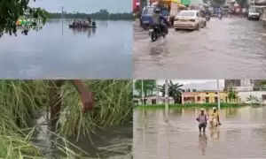 Haryana Weather News: हरियाणा दिल्ली सहित कई राज्यों में तेज़ बारिश के आसार, इन तरीकों से रखें फसलों का ध्यान