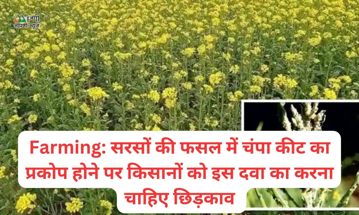 Farming: सरसों की फसल में चंपा कीट का प्रकोप होने पर किसानों को इस दवा का करना चाहिए छिड़काव