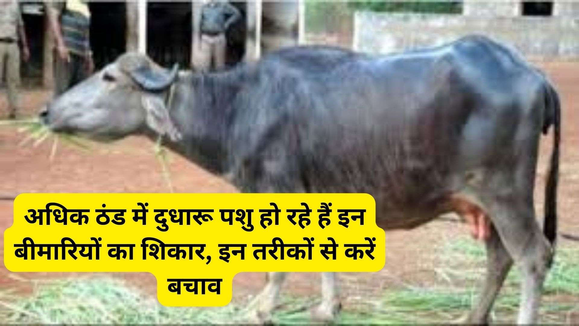 Dairy cattle: अधिक ठंड में दुधारू पशु हो रहे हैं इन बीमारियों का शिकार, इन तरीकों से करें बचाव