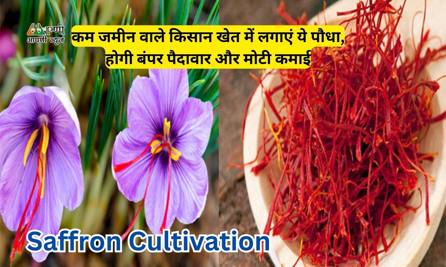 Saffron Cultivation: कम जमीन वाले किसान खेत में लगाएं ये पौधा, होगी बंपर पैदावार और मोटी कमाई!