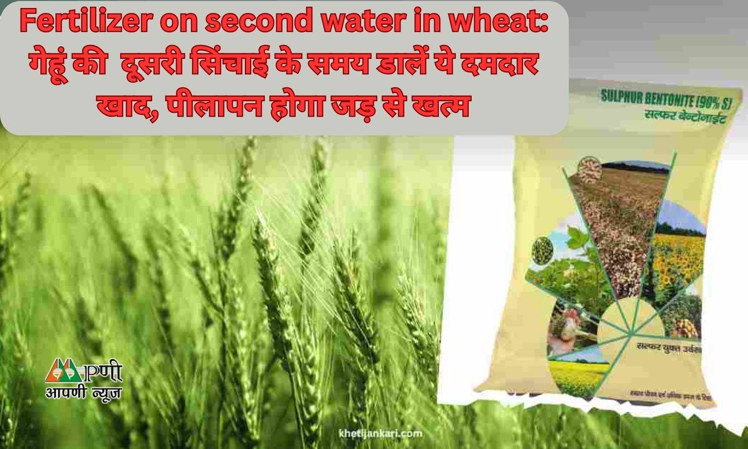 Fertilizer on second water in wheat: गेहूं की  दूसरी सिंचाई के समय डालें ये दमदार खाद, पीलापन होगा जड़ से खत्म