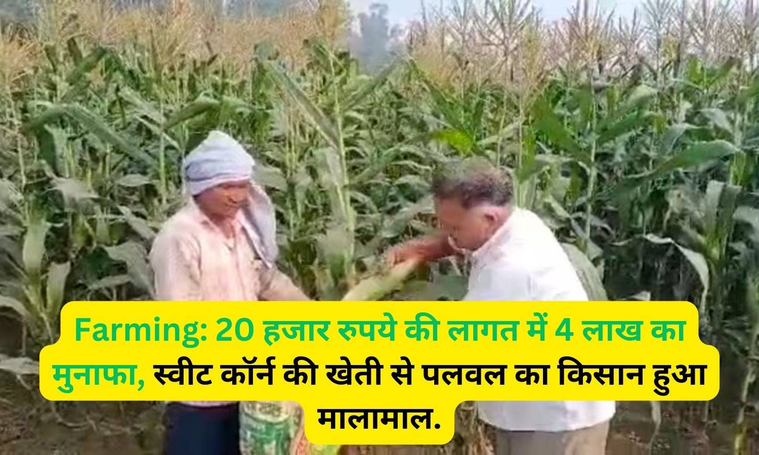 Farming: 20 हजार रुपये की लागत में 4 लाख का मुनाफा, स्वीट कॉर्न की खेती से पलवल का किसान हुआ मालामाल.