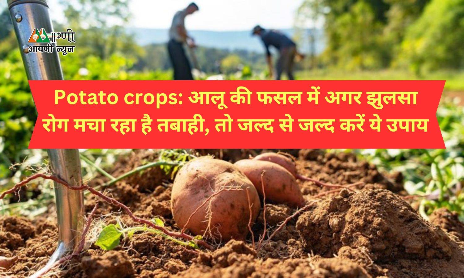 Potato crops: आलू की फसल में अगर झुलसा रोग मचा रहा है तबाही, तो जल्द से जल्द करें ये उपाय