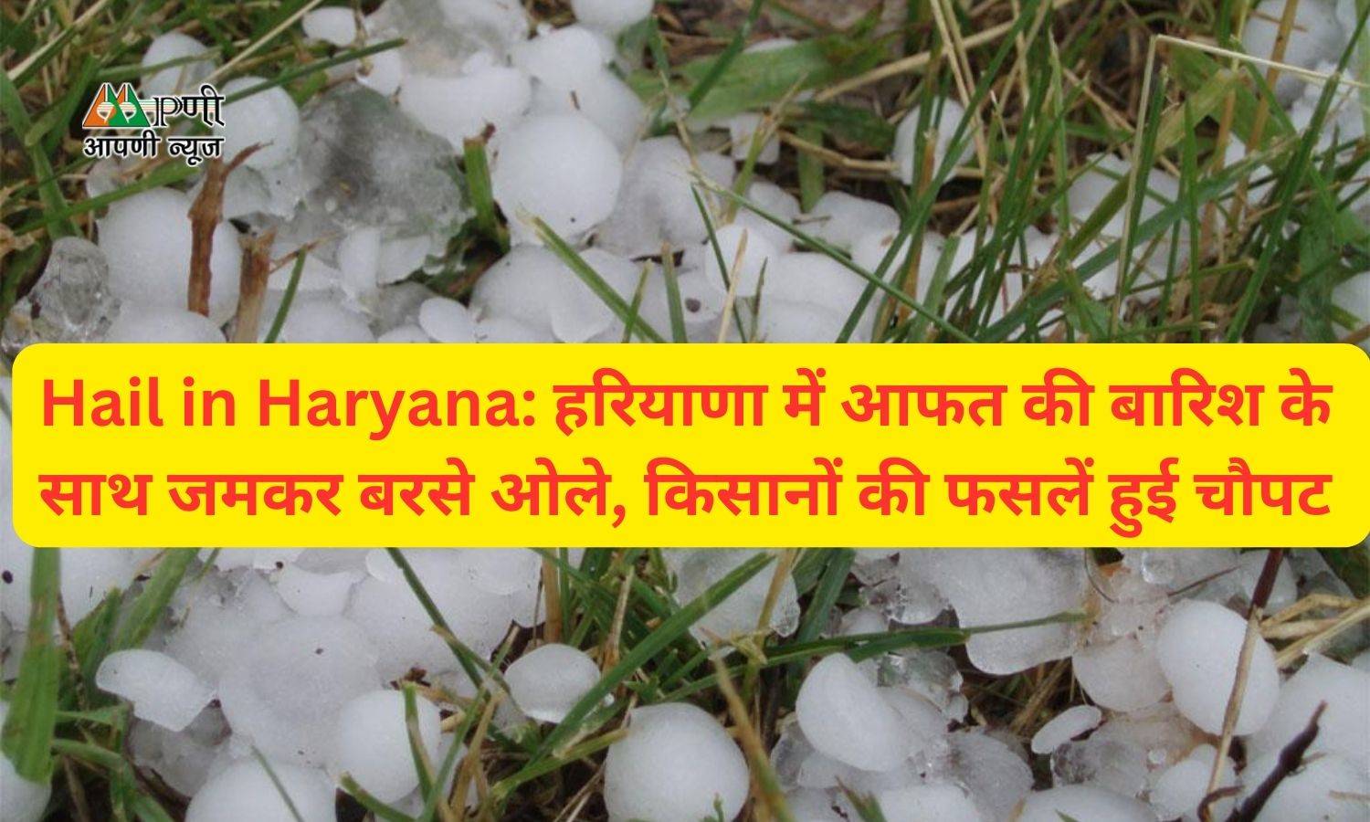 Hail in Haryana: हरियाणा में आफत की बारिश के साथ जमकर बरसे ओले, किसानों की फसलें हुई चौपट