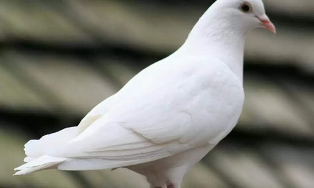 Pigeon Came From Pakistan: पाकिस्तानी सीमा से उड़कर आया कबूतर, सीमा पर BSF जवानों ने दबोचा ओर फिर....