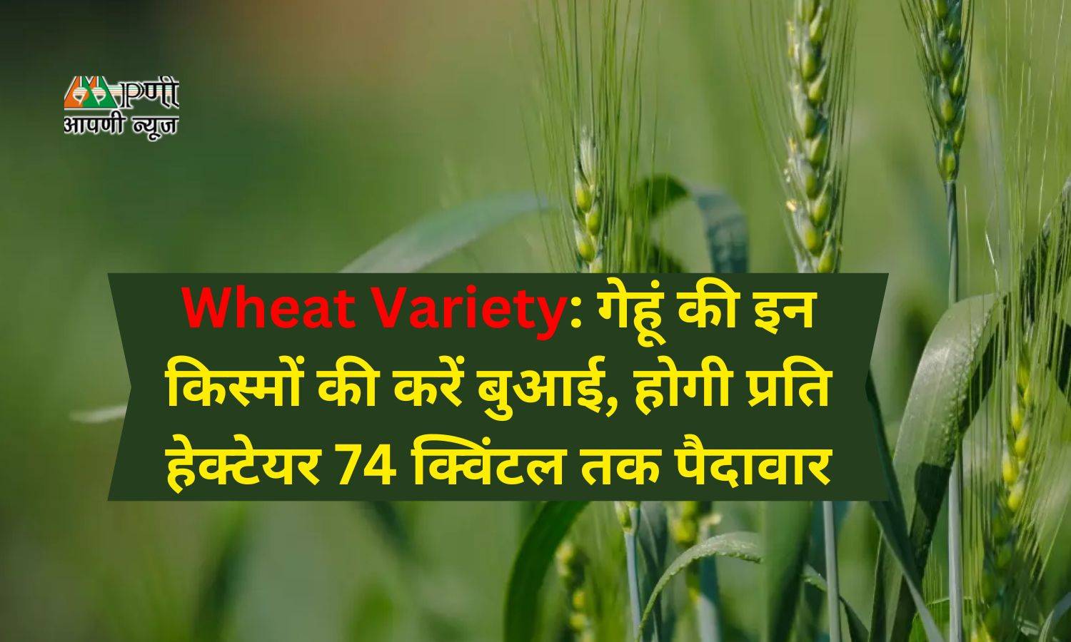 Wheat Variety: गेहूं की इन किस्मों की करें बुआई, होगी प्रति हेक्टेयर 74 क्विंटल तक पैदावार