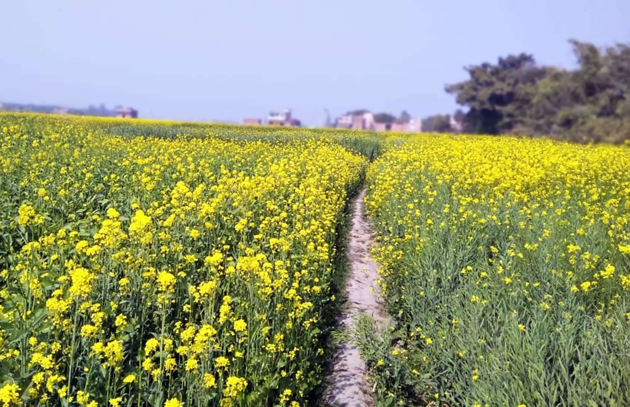 Mustard field: दिसंबर महीने में किसान सरसों के खेत में करें ये काम, होगा बड़ा फायदा