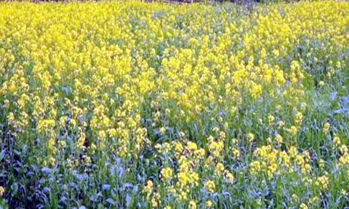 Farming: सरसों की फसल में चंपा कीट का प्रकोप होने पर किसानों को इस दवा का करना चाहिए छिड़काव