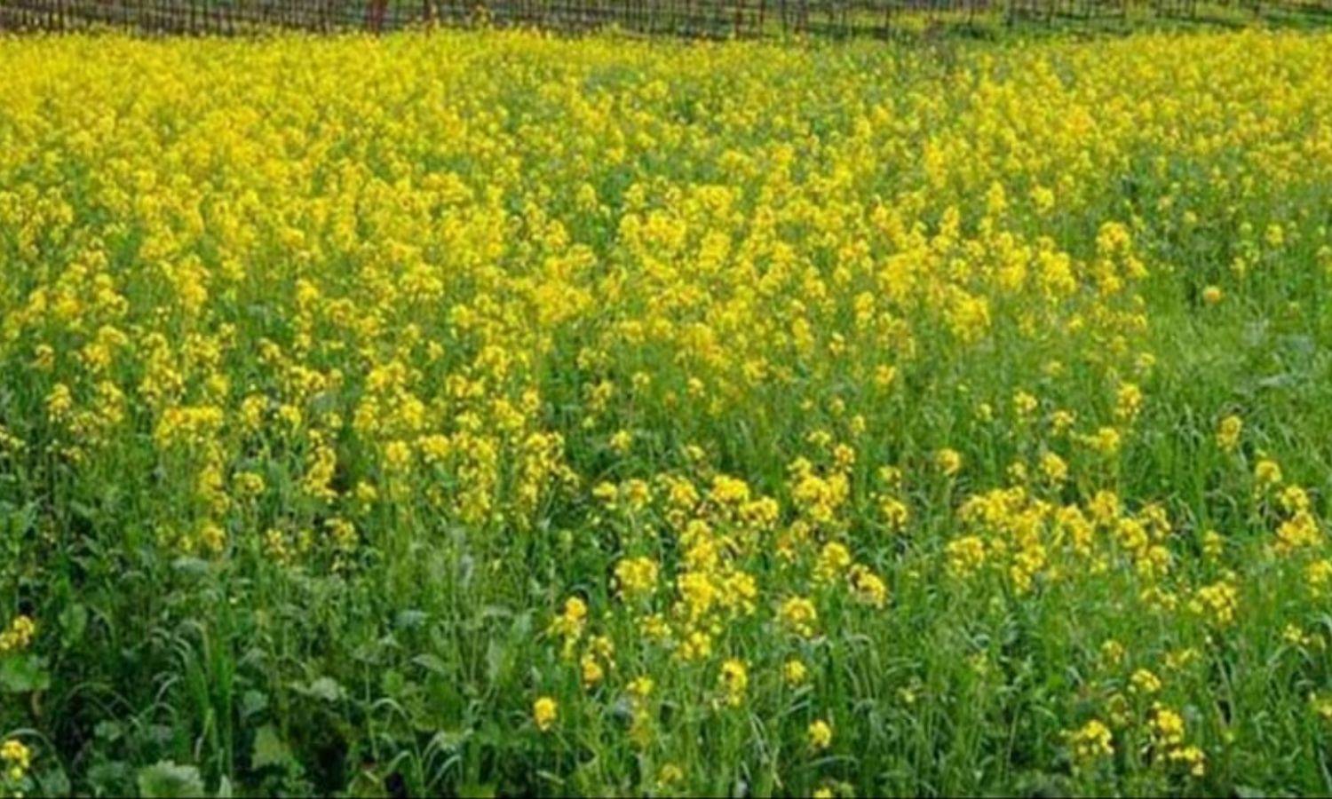 Farming: मोदी सरकार ने किसानों को दिया नए साल का बडा तोहफा- जानें सबकुछ