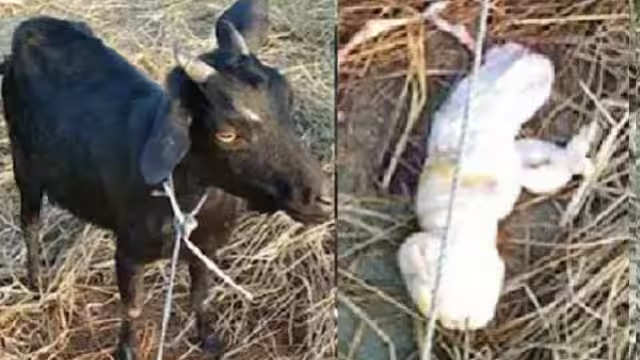 Viral: बकरी ने दिया 2 बछड़ों को जन्म, देखकर लोग बोल कुदरत को करिश्मो- करने लगे पूजा-अर्चना