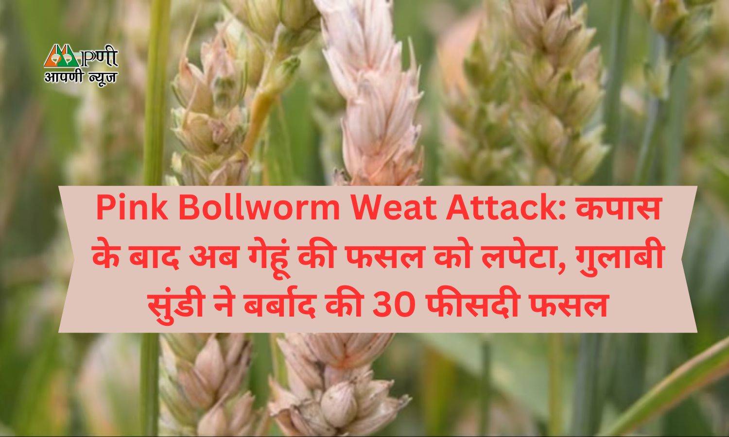 Pink Bollworm Weat Attack: कपास के बाद अब गेहूं की फसल को लपेटा, गुलाबी सुंडी ने बर्बाद की 30 फीसदी फसल