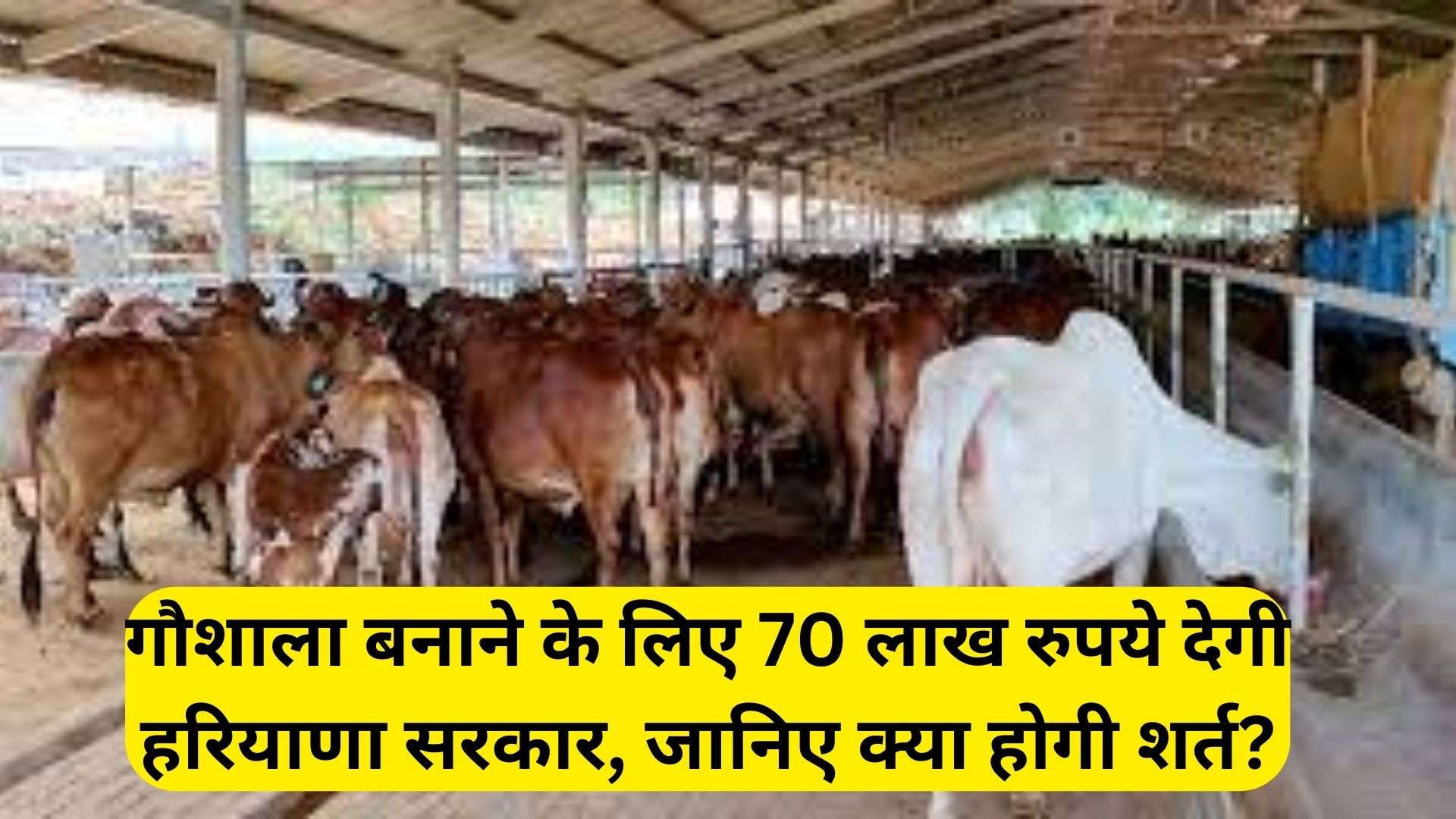 Animal Husbandry Scheme:  गौशाला बनाने के लिए 70 लाख रुपये देगी हरियाणा सरकार, जानिए क्या होगी शर्त?