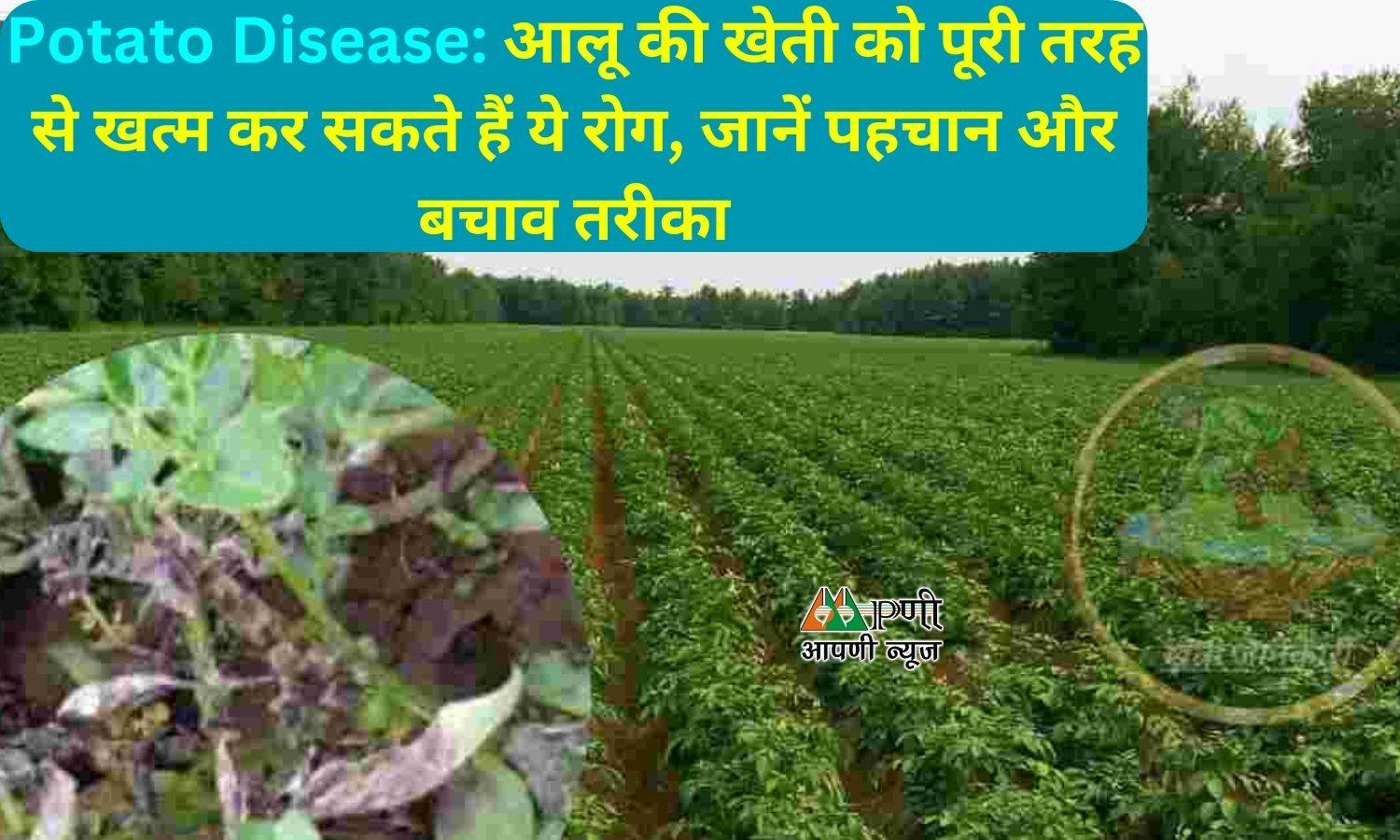 Potato Disease: आलू की खेती को पूरी तरह से खत्म कर सकते हैं ये रोग, जानें पहचान और बचाव तरीका