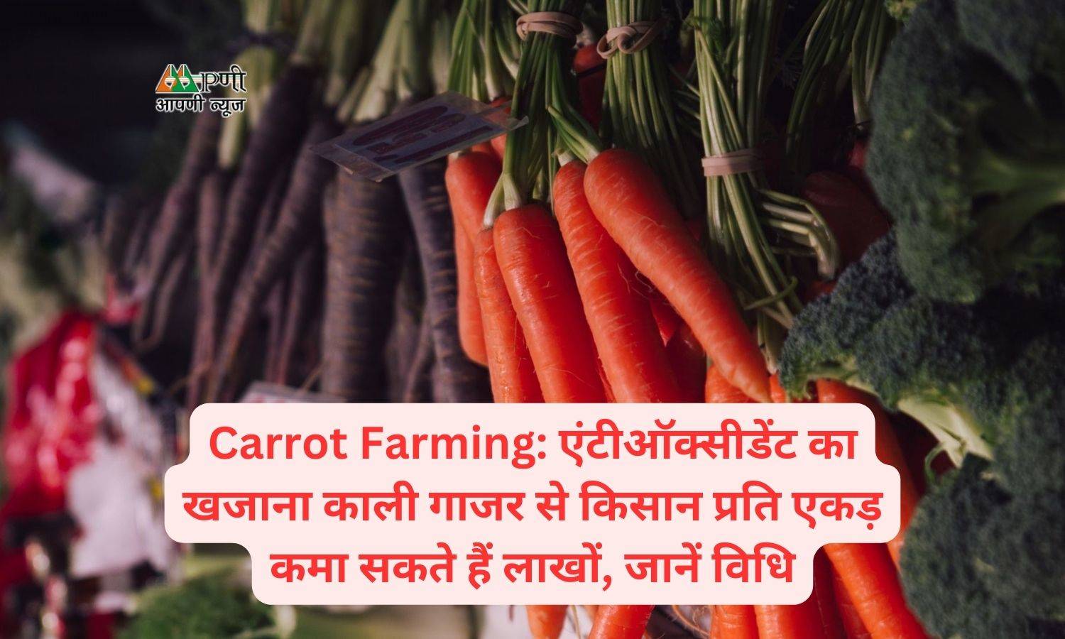 Carrot Farming: एंटीऑक्सीडेंट का खजाना काली गाजर से किसान प्रति एकड़ कमा सकते हैं लाखों, जानें विधि