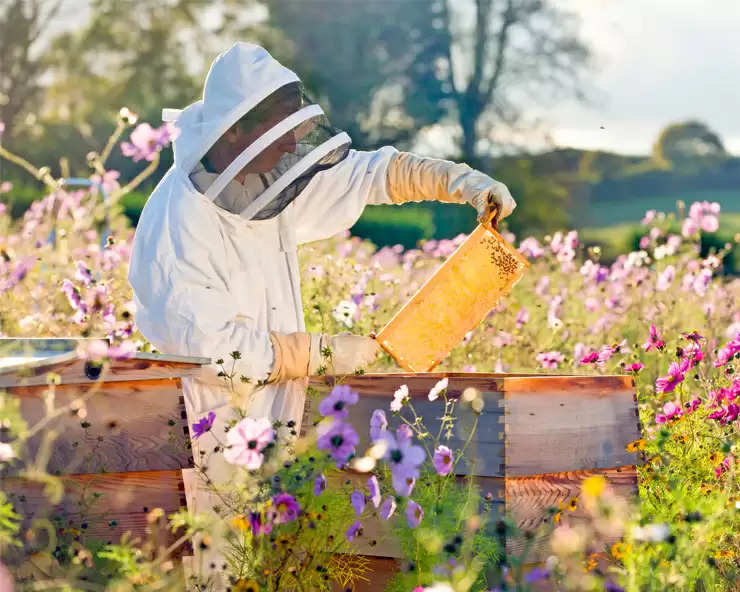 Beekeeping: अच्छी कमाई के लिए करें मधुमक्खी पालन, सरकार दे रही है 90% की बंपर सब्सिडी