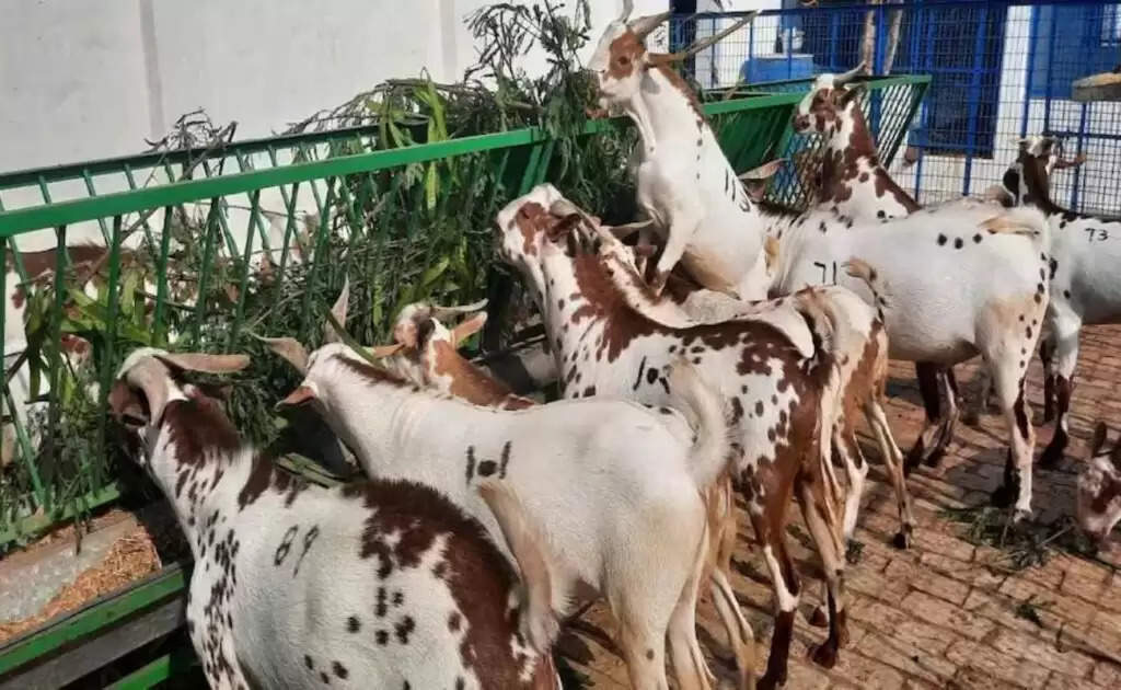 Goat Farming: बकरी की यह खास नस्ल तीन तरीकों से कमाती है लाखों, जानिए एक्सपर्ट्स ने क्या कहा?