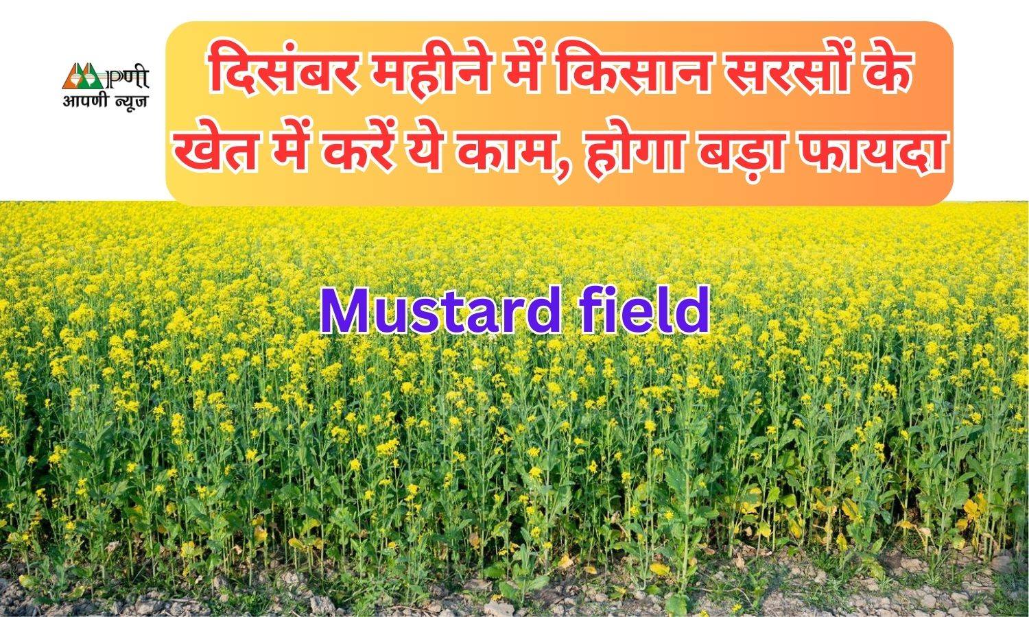 Mustard field: दिसंबर महीने में किसान सरसों के खेत में करें ये काम, होगा बड़ा फायदा