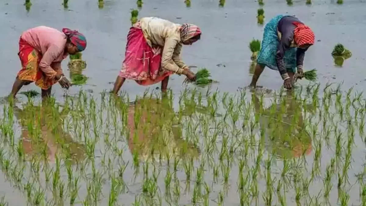 Agri: पराली को खाद में बदल देगा ये 1 कैप्सूल...बढ़ेगी मिट्टी की उर्वरता, जानिए यूज करने का सही तरीका