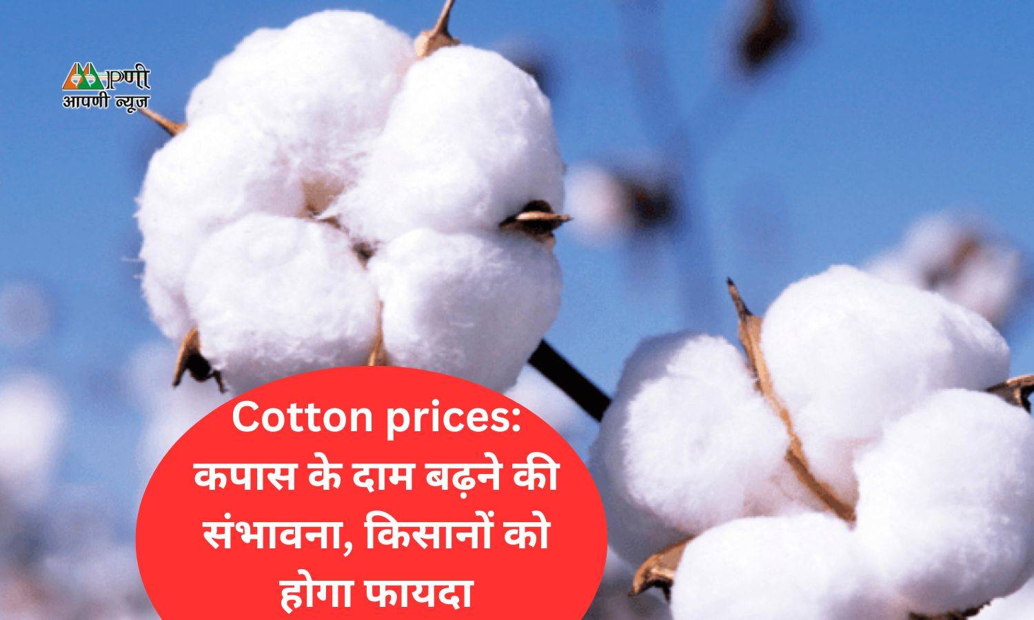 Cotton prices: कपास के दाम बढ़ने की संभावना, किसानों को होगा फायदा