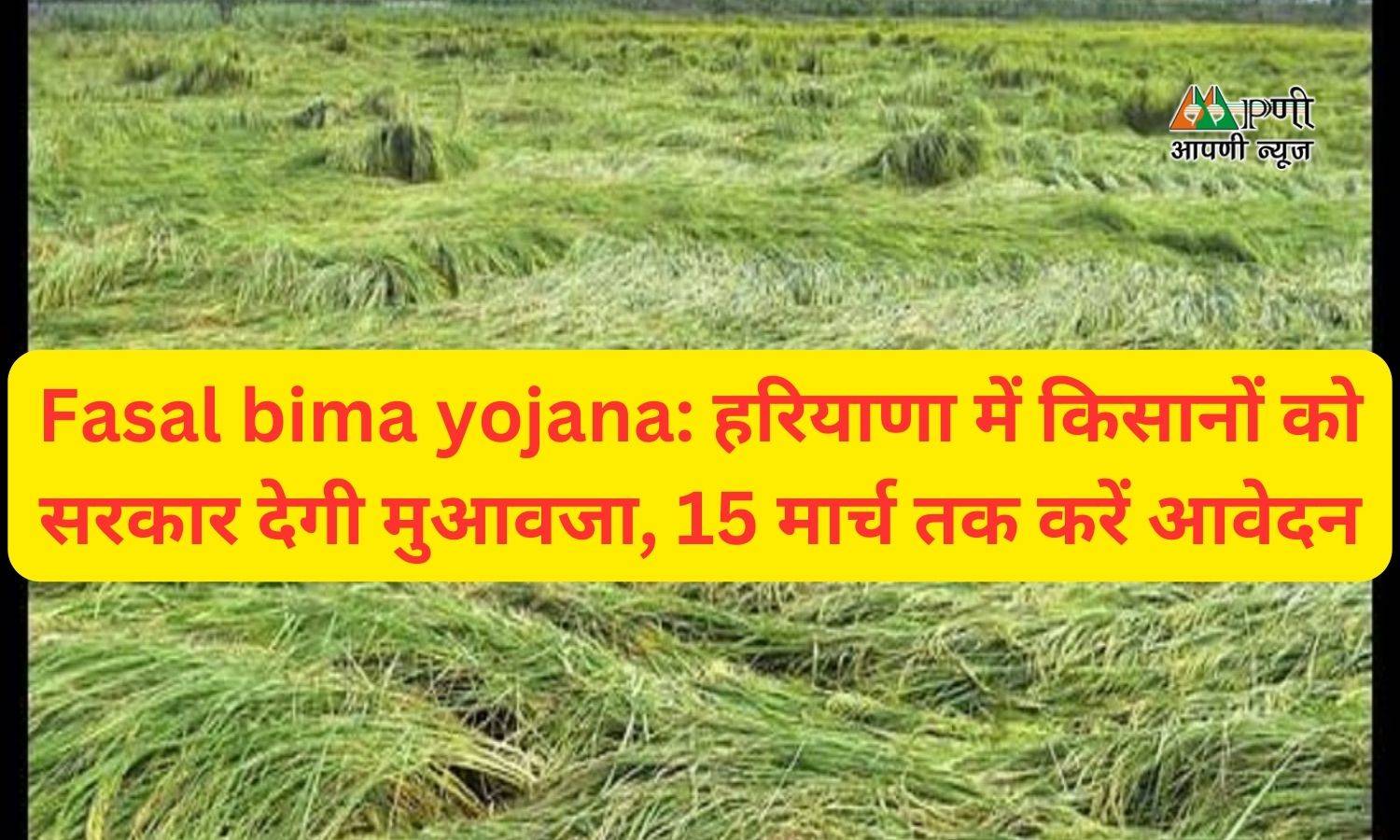 Fasal bima yojana: हरियाणा में किसानों को सरकार देगी मुआवजा, 15 मार्च तक करें आवेदन