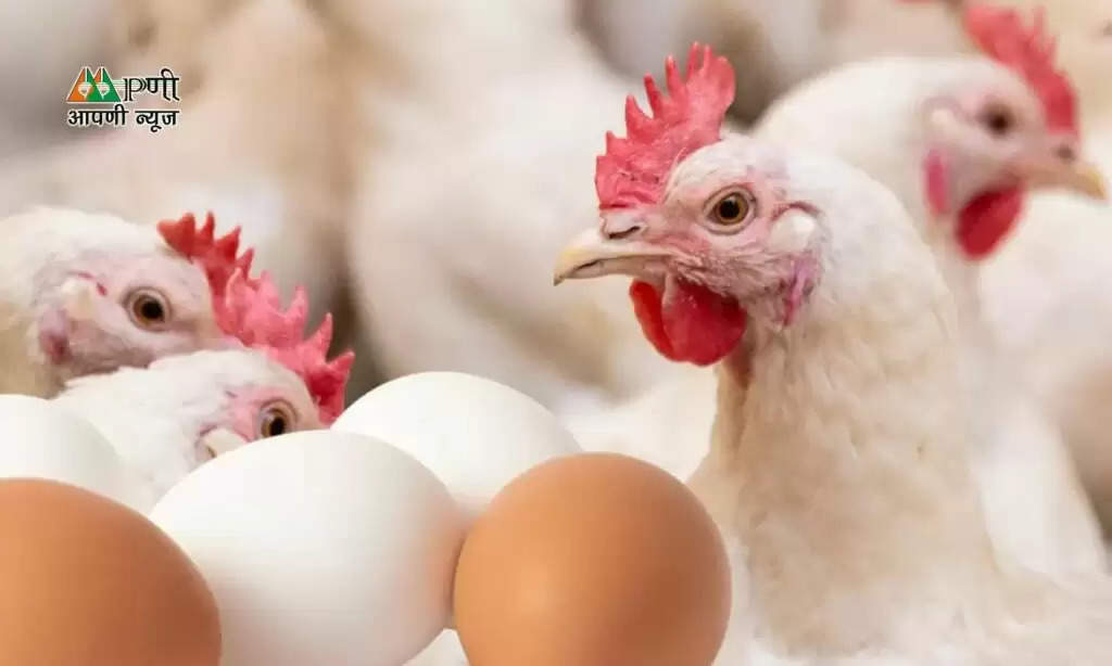 Poultry Farm Loan: मुर्गी पालन के लिए सरकार दे रही 25 लाख रुपये, जल्द करें आवेदन