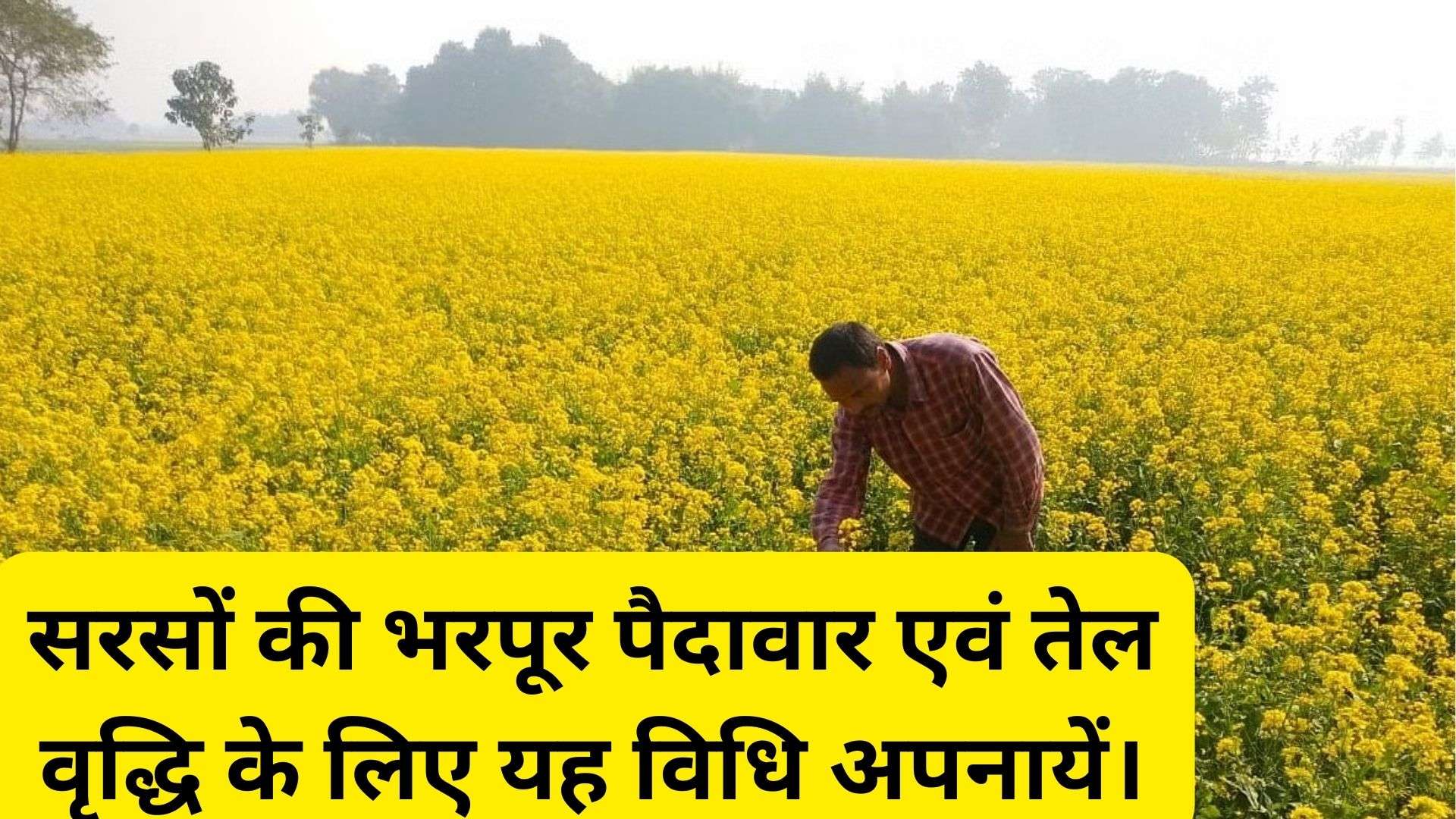 Mustard Farming: सरसों की भरपूर पैदावार एवं तेल वृद्धि के लिए यह विधि अपनायें।