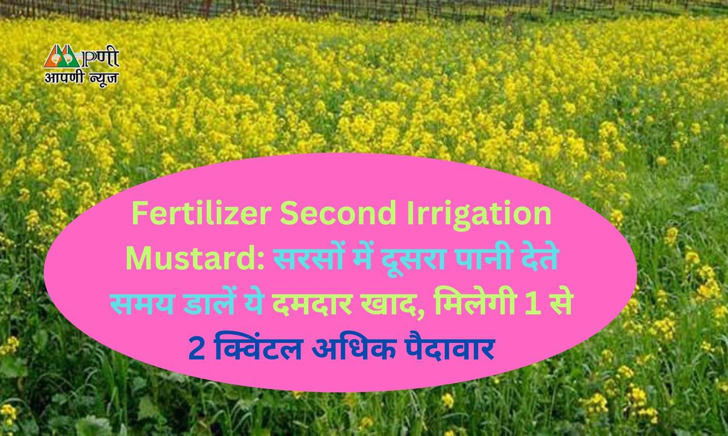 Fertilizer Second Irrigation Mustard: सरसों में दूसरा पानी देते समय डालें ये दमदार खाद, मिलेगी 1 से 2 क्विंटल अधिक पैदावार
