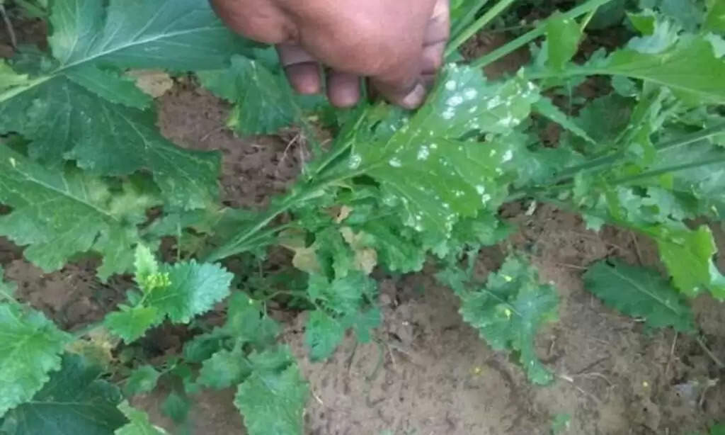 White Stem Rot Disease Mustard: सरसों में तेजी से फ़ैलता जा रहा सफेद तना गलन रोग, जानें कैसे करें रोकथाम