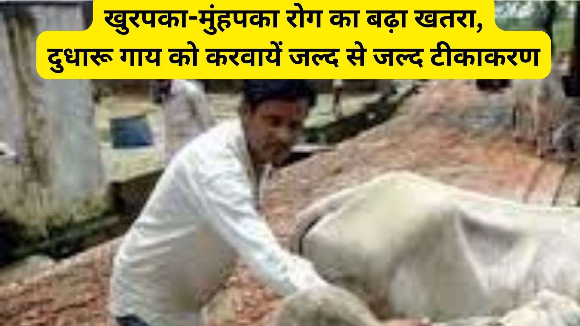 Foot and mouth disease: खुरपका-मुंहपका रोग का बढ़ा खतरा, दुधारू गाय को करवायें जल्द से जल्द टीकाकरण