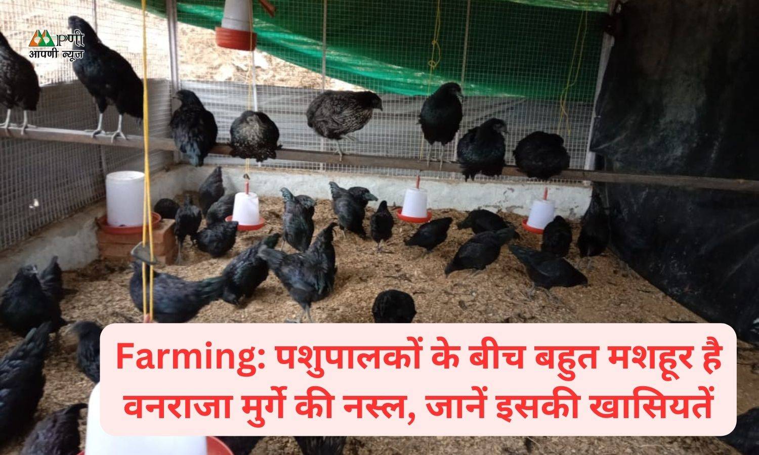 Farming: पशुपालकों के बीच बहुत मशहूर है वनराजा मुर्गे की नस्ल, जानें इसकी खासियतें