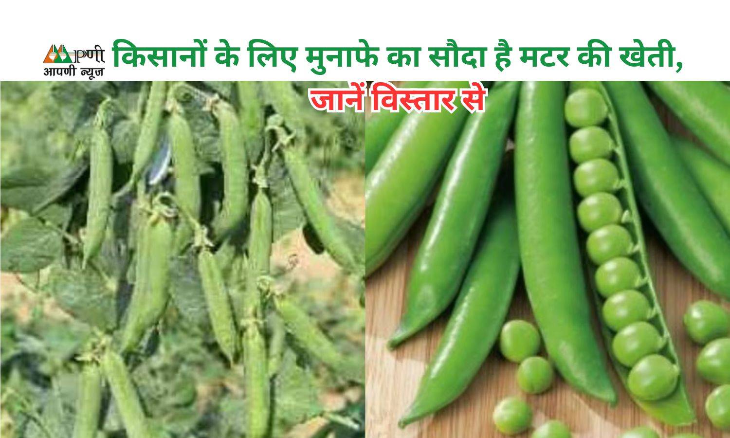 Pea Farming: किसानों के लिए मुनाफे का सौदा है मटर की खेती, जानें विस्तार से