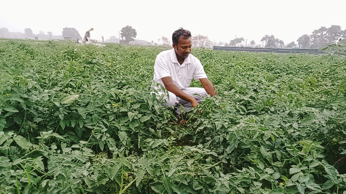 Farming: 20 हजार रुपये की लागत में 4 लाख का मुनाफा, स्वीट कॉर्न की खेती से पलवल का किसान हुआ मालामाल.