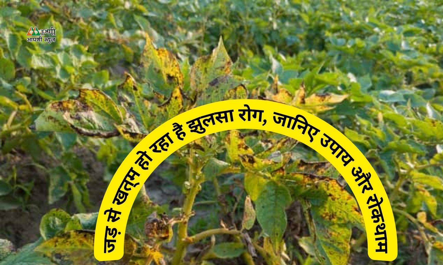 Blight Disease:  जड़ से खत्म हो रहा है झुलसा रोग, जानिए उपाय और रोकथाम