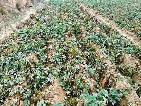 Farming of potato: आलू की फसल को बना दोहरा संकट, जानें बचाव के तरीके