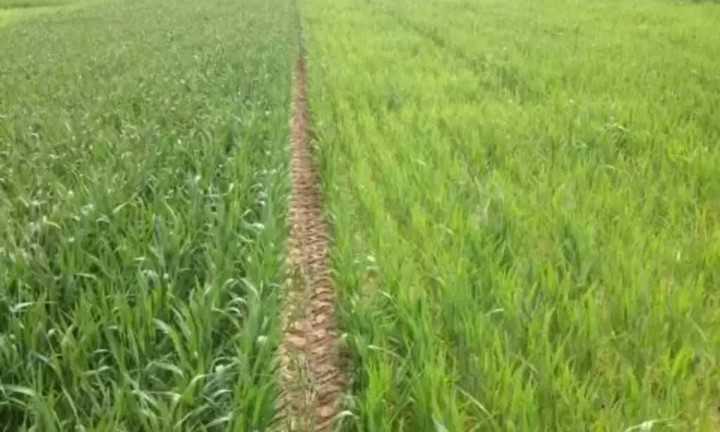 Increasing Wheat Stalks: गेहूं की कल्ले बढ़ाने के लिए ये है सबसे अच्छा उत्पाद है, देखें संपूर्ण जानकारी