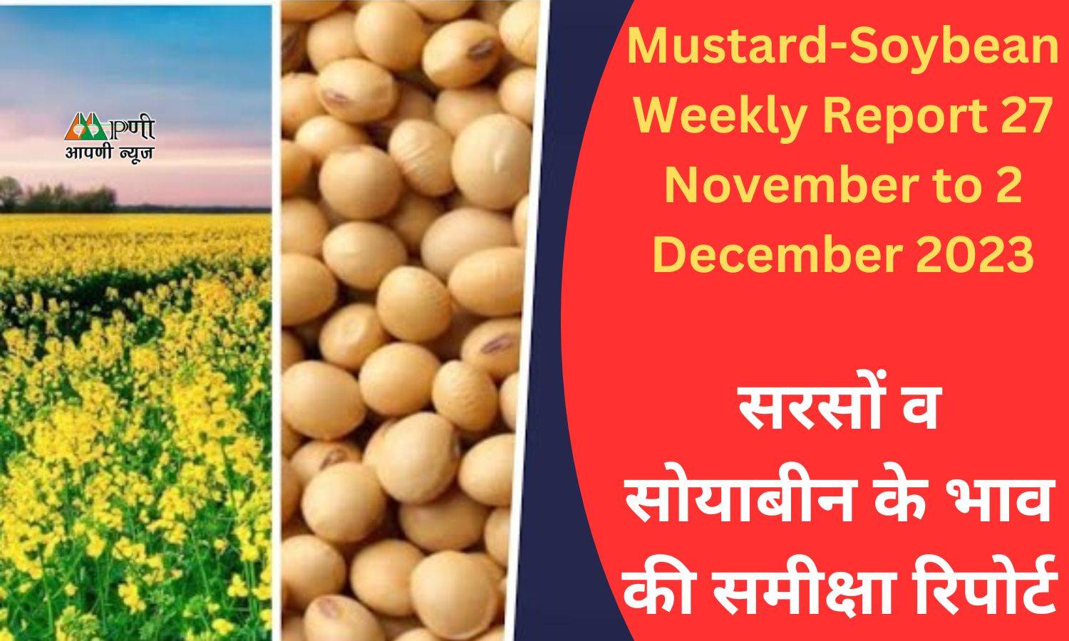 Mustard-Soybean Weekly Report 27 November to 2 December: सरसों व सोयाबीन के भाव की समीक्षा रिपोर्ट