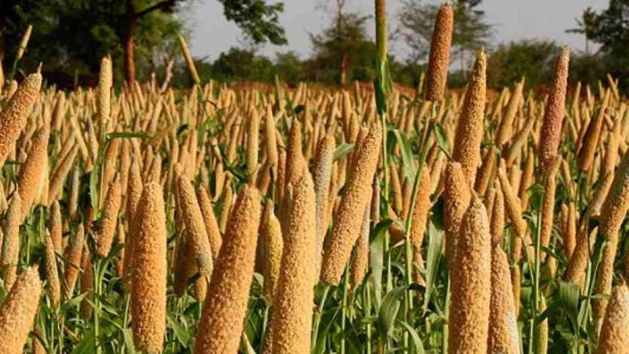 Millet Cultivation: बाजरा किसानों के हुए वारे-न्यारे, भाव पहुंचा ₹2600 गेहूं के रेट बराबर