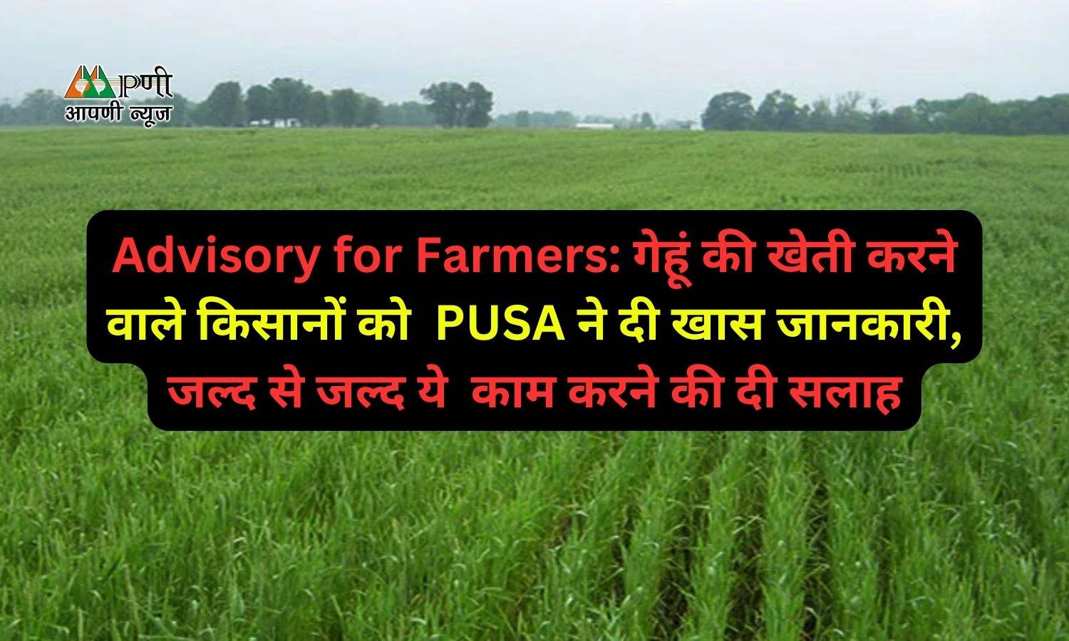 Advisory for Farmers: गेहूं की खेती करने वाले किसानों को  PUSA ने दी खास जानकारी, जल्द से जल्द ये  काम करने की दी सलाह