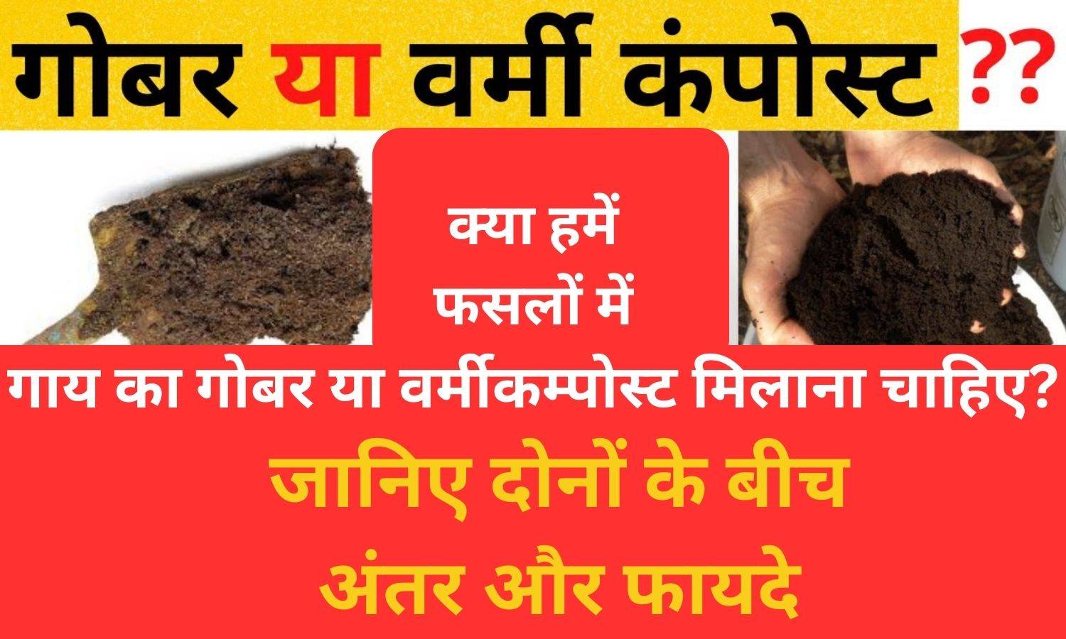 Farming: क्या हमें फसलों में गाय का गोबर या वर्मीकम्पोस्ट मिलाना चाहिए? जानिए दोनों के बीच अंतर और फायदे