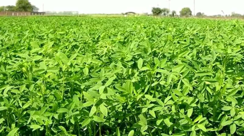 Berseem farming: पशुओं के लिए पौष्टिक और रसदार चारा है बरसीम, जानिए पशुओं के लिए कितना फायदेमंद है यह।