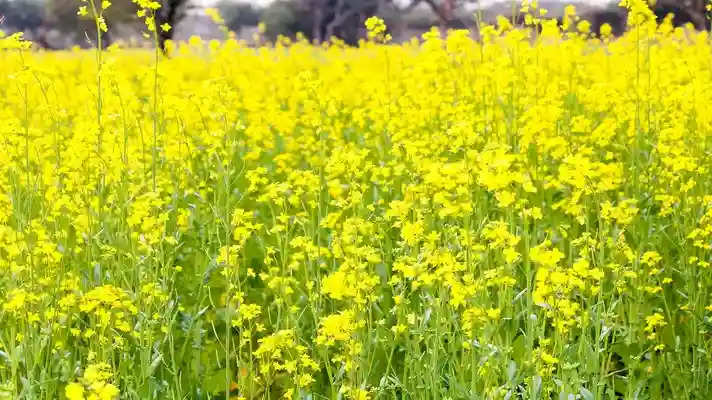 Farming: समर्थन मूल्य से अधिक कीमत पर किसानों से उपज खरीदेगी सरकार, आज ही करें रजिस्ट्रेशन