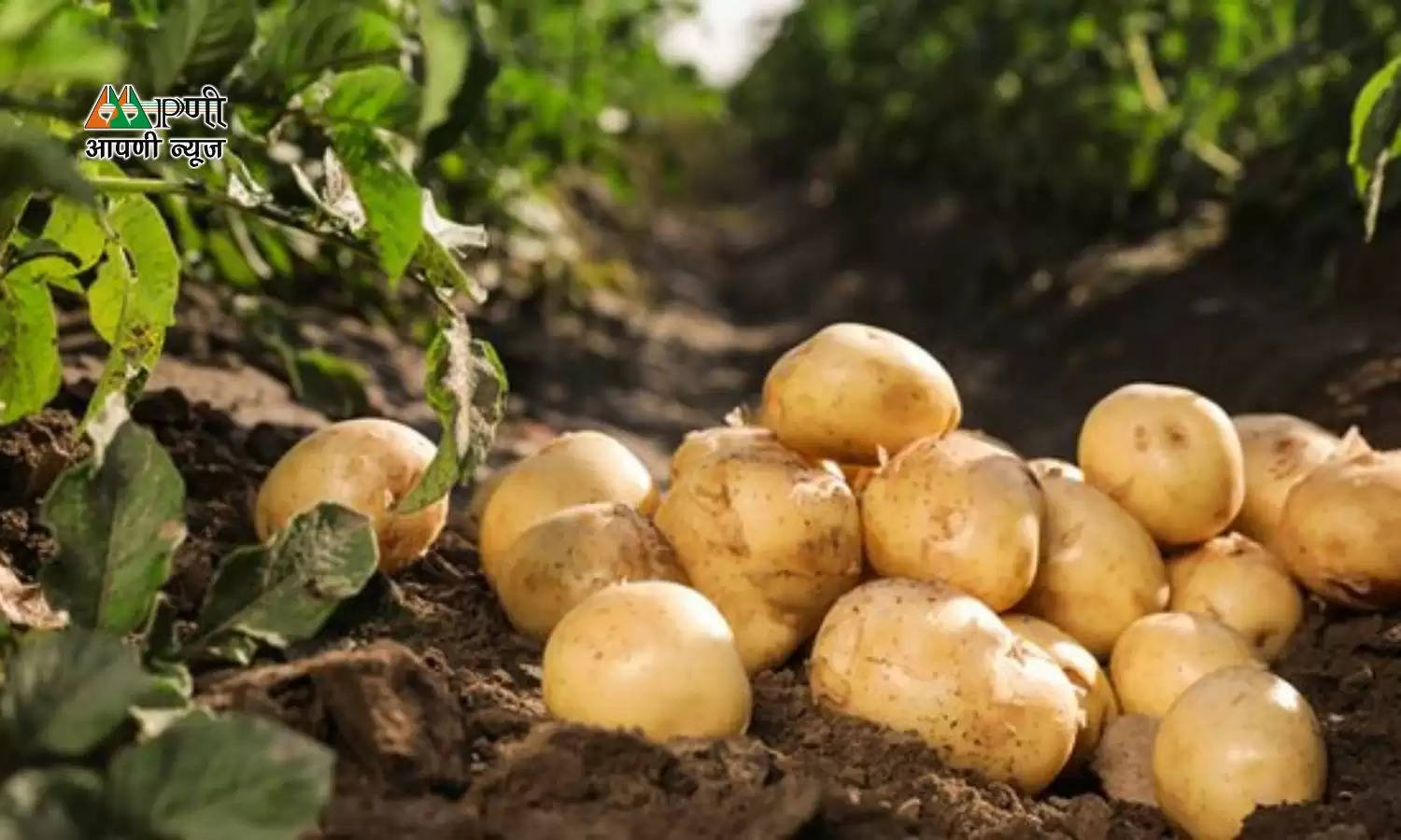 Potato crops: आलू की फसल में अगर झुलसा रोग मचा रहा है तबाही, तो जल्द से जल्द करें ये उपाय