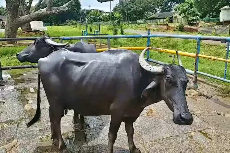 Dharwadi Buffalo: मोटे मुनाफे के लिए जानें भैंस की ऐसी नस्ल जो देती है 1500 लीटर दूध